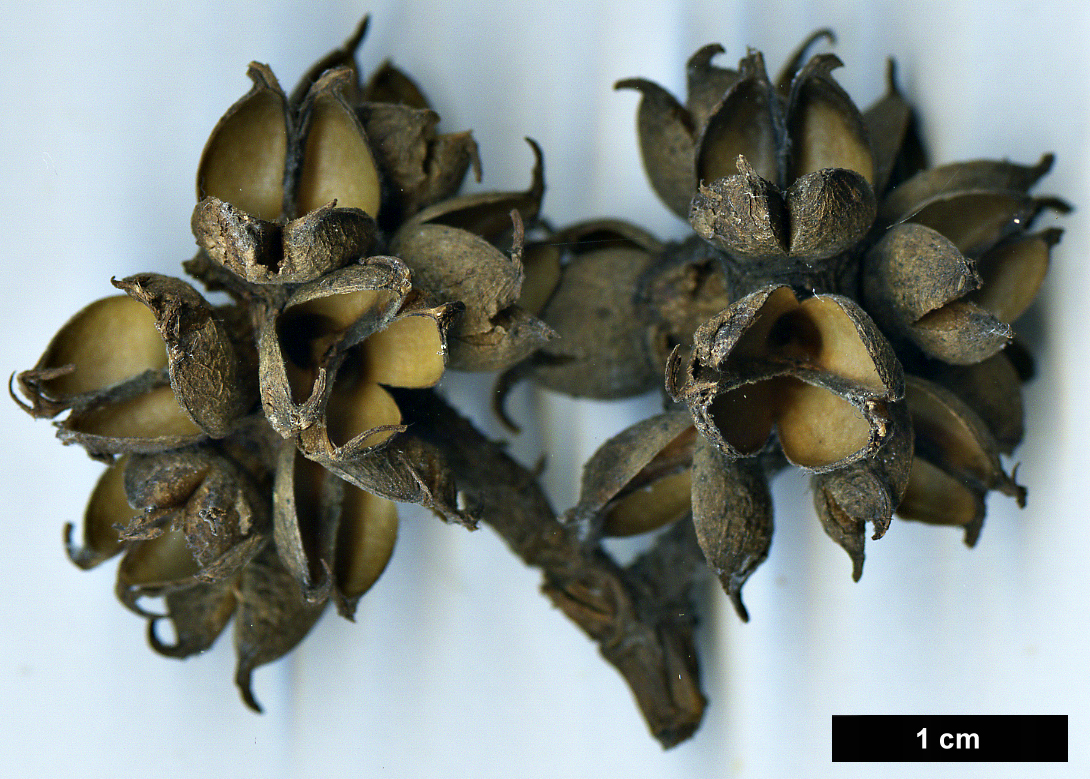 High resolution image: Family: Hamamelidaceae - Genus: Exbucklandia - Taxon: populnea